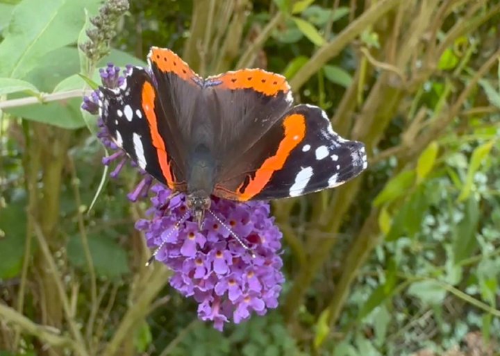 Red admiral butterfly feeding on a buddleia flower