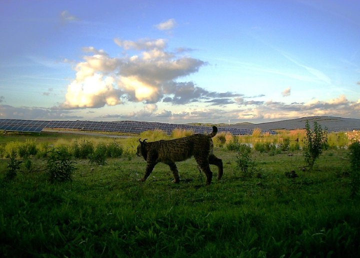 Iberian lynx inside a solar plant, camera trap