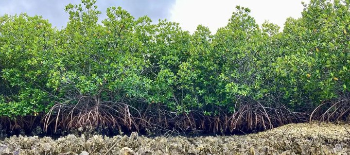 Mangrove roots
