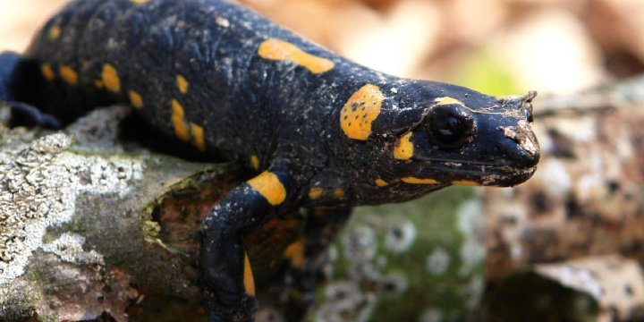Fire salamander on a log